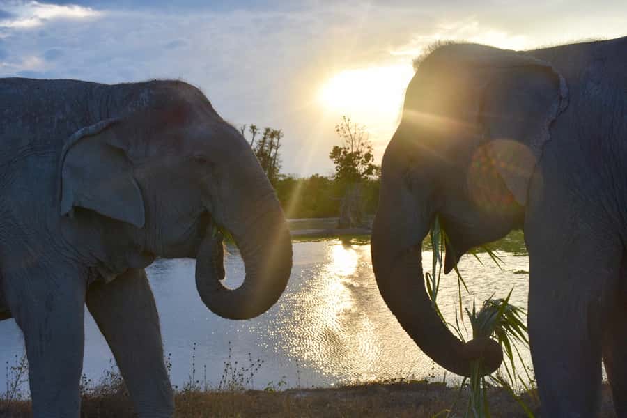 From Bangkok: Wildlife Rescue and Elephant Rescue Tour - What to Bring and What to Expect Emotionally
