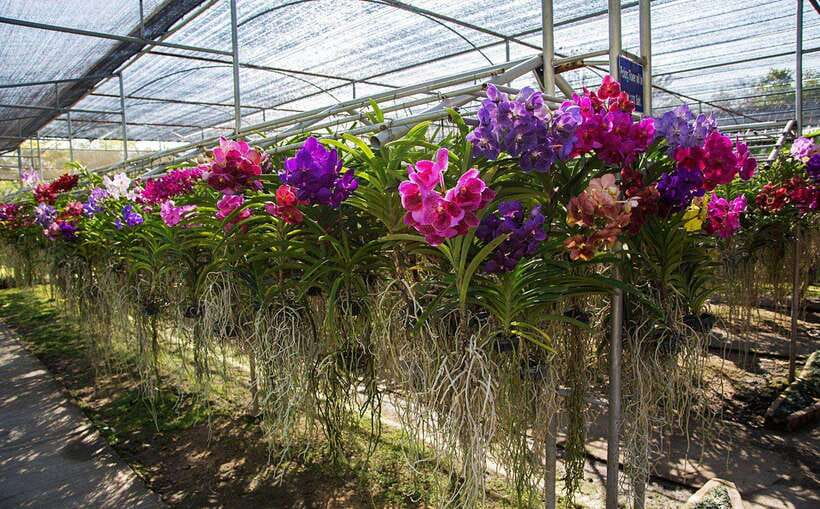 From Chiang Mai: Chiang Dao Cave & 5 Hill Tribe Villages - Orchids and butterflies: the calmer counterpoint