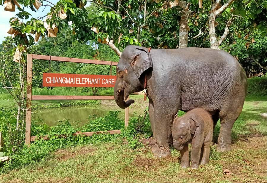 From Chiang Mai: Chiang Mai Elephant Care Morning Program - Who this is best for (and who should think twice)