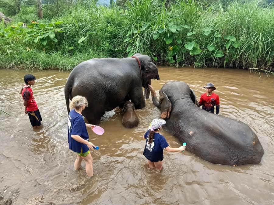 From Chiang Mai: Chiang Mai Elephant Care Morning Program - The 5-hour morning schedule: what to plan around in Chiang Mai