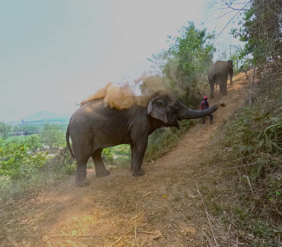 From Chiang Mai: Chiang Mai Elephant Care Morning Program - Feeding and petting: up close, with real structure