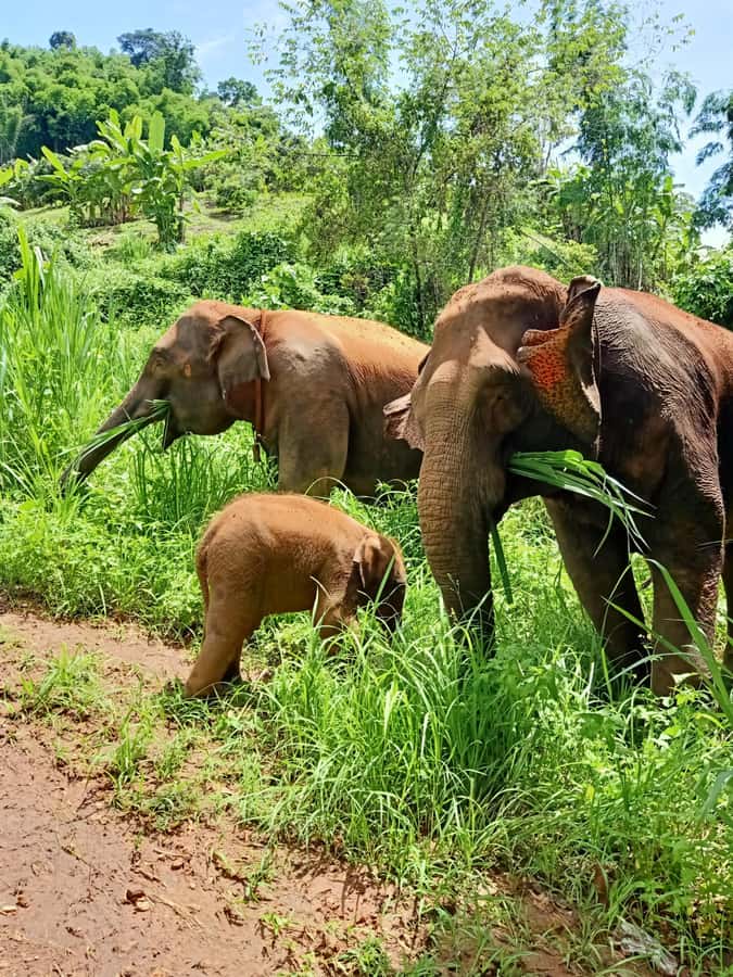From Chiang Mai: Chiang Mai Elephant Care Morning Program - River bathing and brushing: the wet finale that’s actually about care
