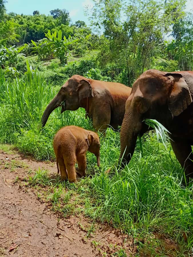 From Chiang Mai: Chiang Mai Elephant Care Morning Program - Maeteang camp arrival: uniforms and a safety-first intro