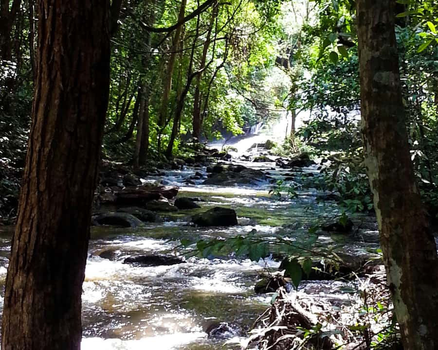 From Chiang Mai: Doi Inthanon National Park Day Trip & Hike - Why Doi Inthanon feels different from Chiang Mai’s heat