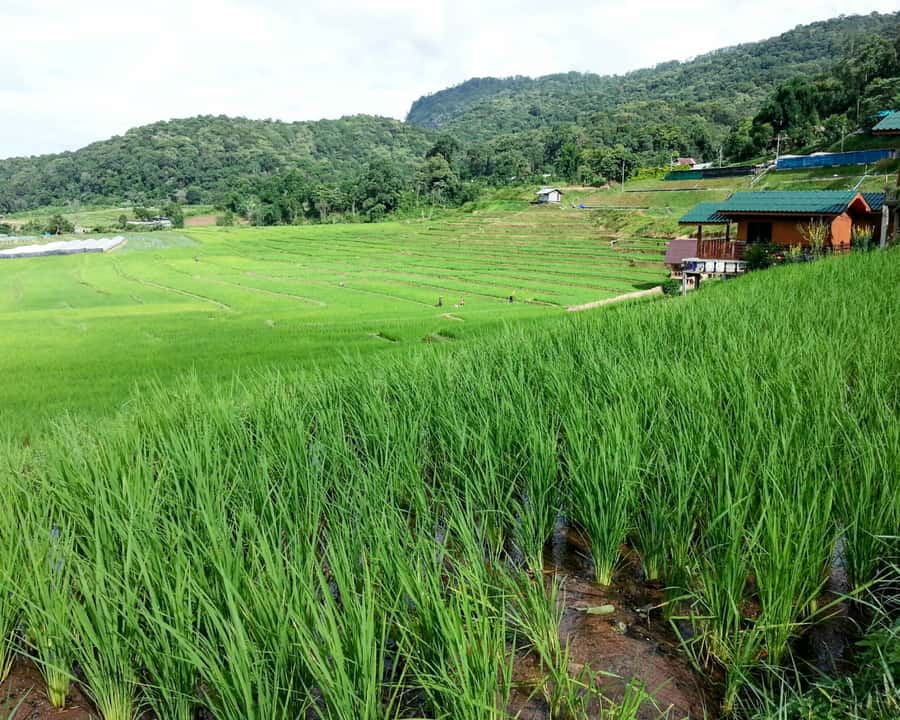 From Chiang Mai: Doi Inthanon National Park Day Trip & Hike - Angka Nature Trail: the rainforest start that sets the tone