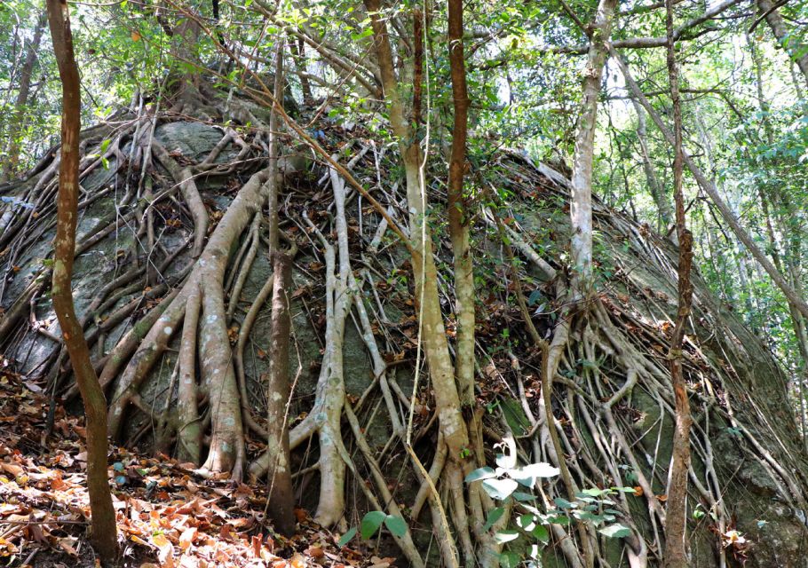 From Chiang Mai: Doi Inthanon National Park Hiking Tour - Meeting Doi Inthanon with a comfortable pickup and English guide