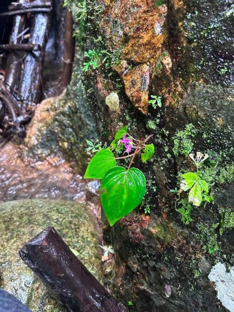 From Chiang Mai: Doi Saket Hiking Tour with Lunch - Price and value: why $57 feels fair for what you actually do
