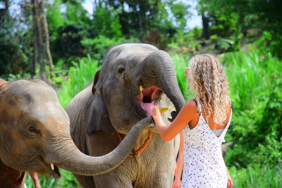From Chiang Mai: Elephant Care Program and Nursery Tour - Meeting the elephants: rescued behavior, calm routines, and what to look for