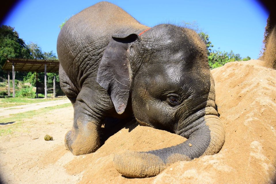 From Chiang Mai: Elephant Care Program and Nursery Tour - The Mae Tang pickup and ride: simple logistics, real time on site