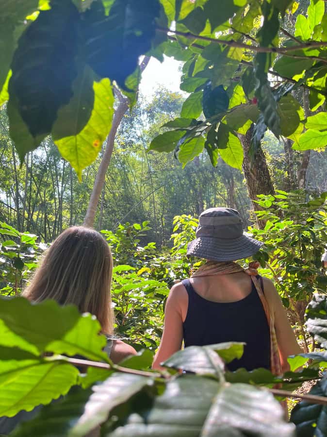 From Chiang Mai: High Mountain Day Trek - Lunch in the Mountains: Homemade Thai Food With Real Energy