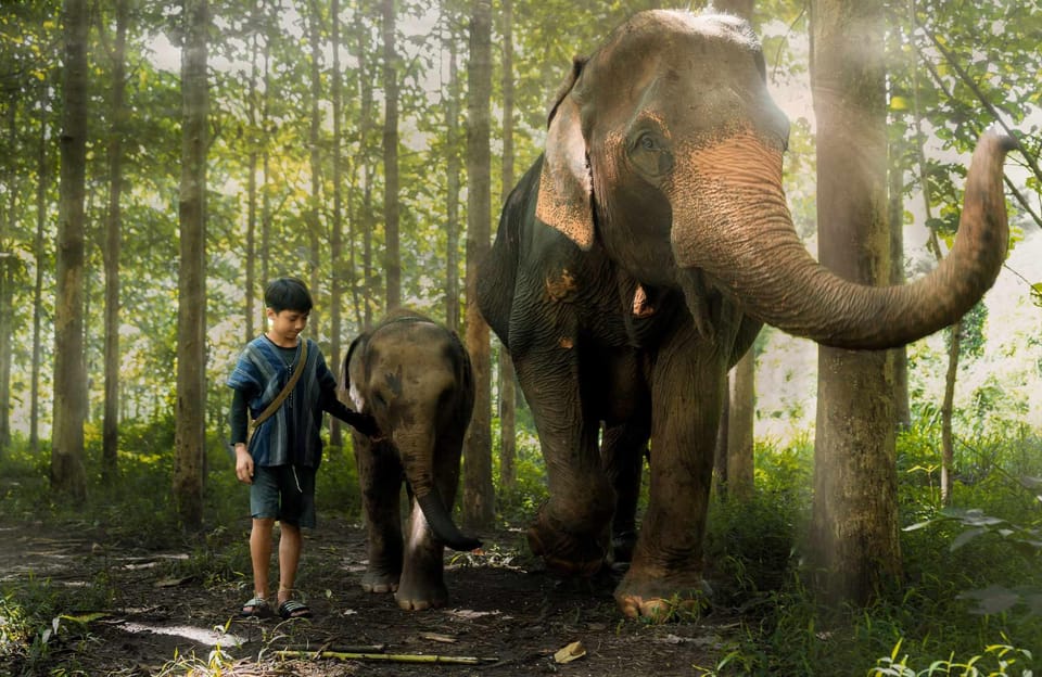 From Chiang Mai: Kerchor Eco Elephant Park Tour - Key things that make Kerchor Eco Elephant Park worth your time