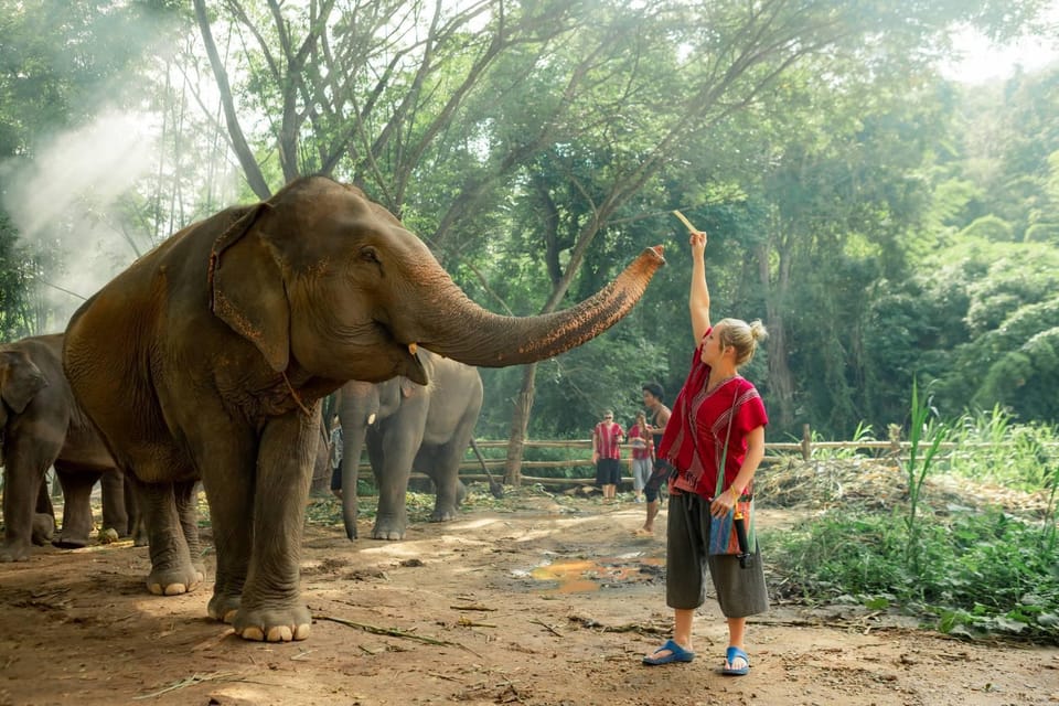 From Chiang Mai: Kerchor Eco Elephant Park Tour - What guides and staff do to make the day feel smooth