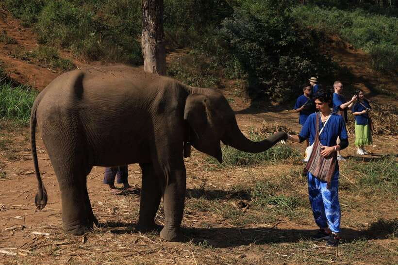 From Chiang Mai: Living Green Elephant Sanctuary Tour - Getting There: The 1.5-Hour Transfer and How It Shapes Your Day