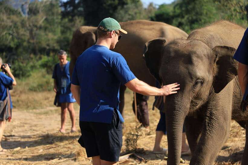 From Chiang Mai: Living Green Elephant Sanctuary Tour - Pad Thai in Two Forms: Lunch vs Full-Day Cooking Workshop