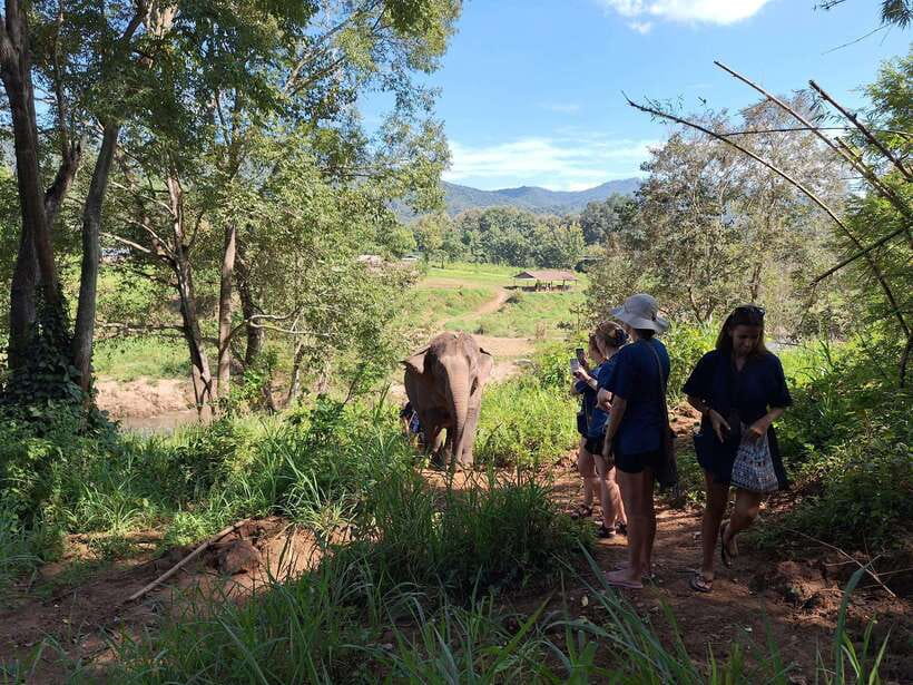 From Chiang Mai: Living Green Elephant Sanctuary Tour - Price and Value: Is $46 a Smart Trade for Ethics and Time?