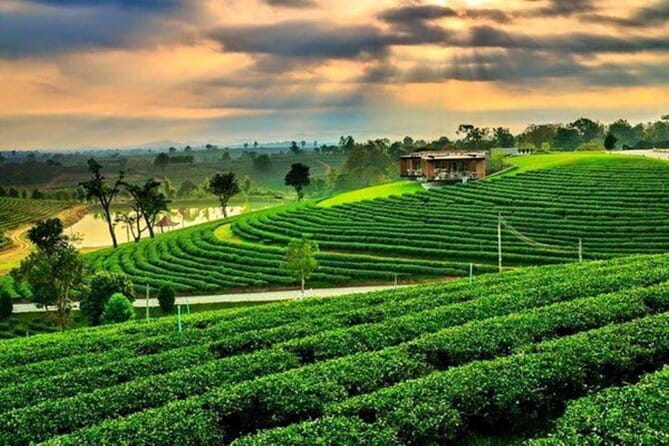 From Chiang Rai: 3 Temples, Golden Triangle Tour, Tea Plantation - Key Highlights You’ll Actually Feel in a Day