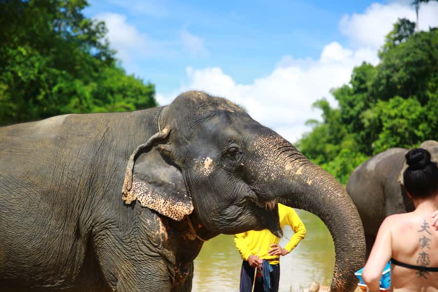 From Khao Lak: Day Trip to Khao Sok with Elephant Camp Visit - Price and Value at About $99: What You’re Really Paying For