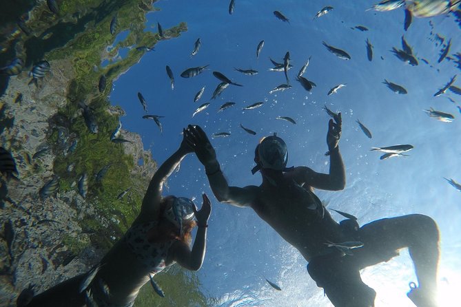 From Khao Lak : Full-Day Private Phi Phi Islands Speedboat Charter - Monkey Beach: a fast look at wild monkeys in motion