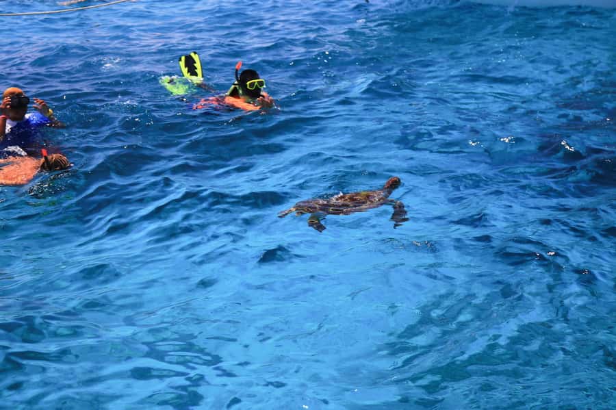 From Khao Lak: Full-Day Snorkeling in the Similan Islands - Price and value: what you really get for about $122