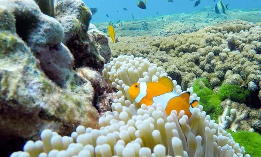 From Khao Lak & Phuket: Similan Islands Snorkeling Day Trip - Island 8 and Sailing Rock: the viewpoint that makes the trip click