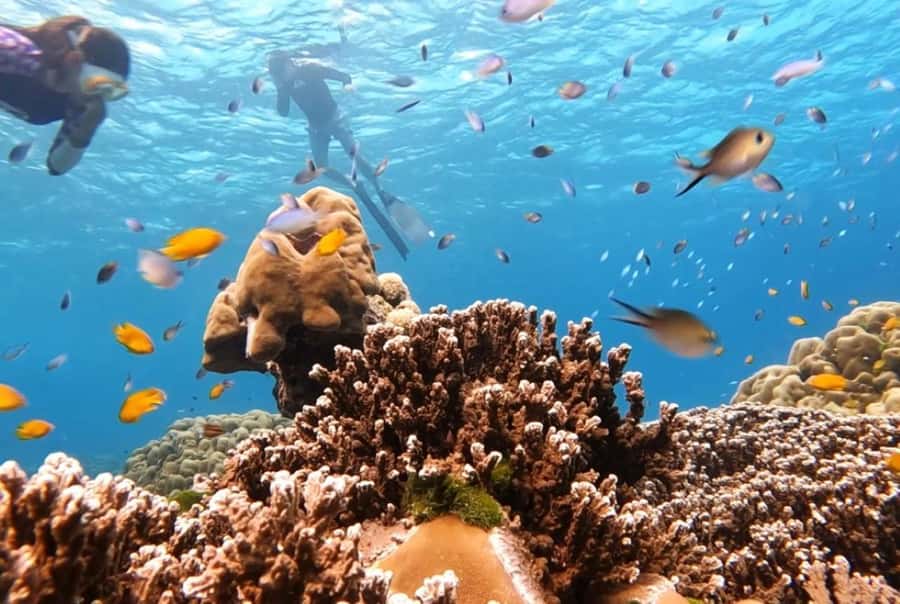 From Khao Lak & Phuket: Similan Islands Snorkeling Day Trip - The group-size question: how crowded can it feel?