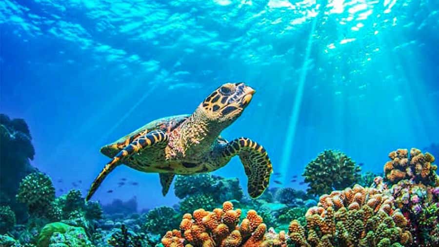 From Khao Lak & Phuket: Trip to Similan Islands by Speedboat - What you get for about $125: value check