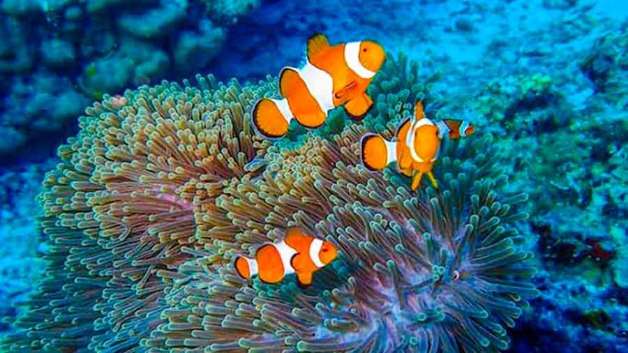 From Khao Lak & Phuket: Trip to Similan Islands by Speedboat - The guide and the onboard vibe