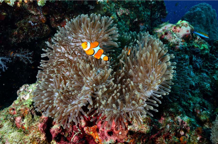 From Khao Lak: Similan Islands Day Trip with Snorkeling - Island 9 snorkeling: coral, turtles, and what to do if conditions aren’t perfect
