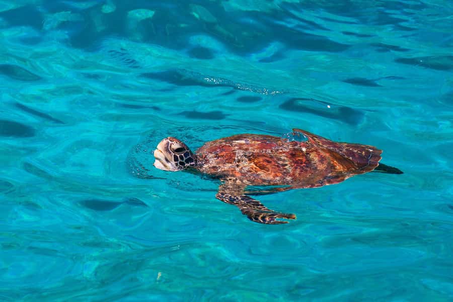 From Khao Lak: Similan Islands Snorkeling Trip with Lunch - Key things to know before you go