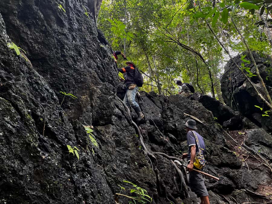 From Khao Sok: Half-Day Rainforest Trek with Local Guides - Price and value: what $70 buys in a small-group trek