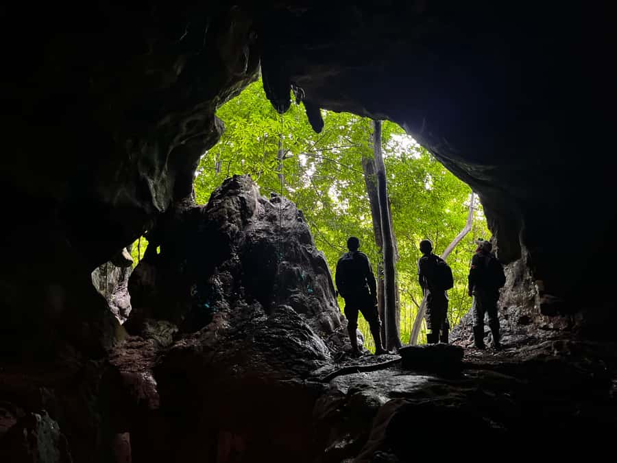 From Khao Sok: Half-Day Rainforest Trek with Local Guides - Who this half-day trek is best for