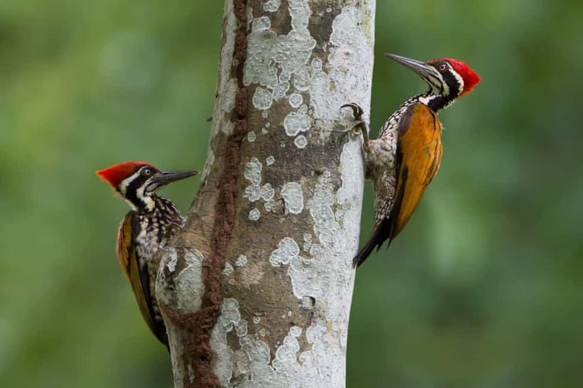 From Khaosok:Half day Bird watching and Wildlife explore - Key highlights to look forward to