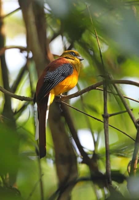 From Khaosok:Half day Bird watching and Wildlife explore - From Khao Sok village to the national park: the walk that sets the tone