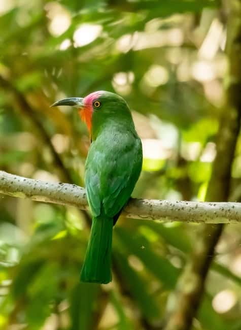 From Khaosok:Half day Bird watching and Wildlife explore - What birds you can realistically watch for on the checklist