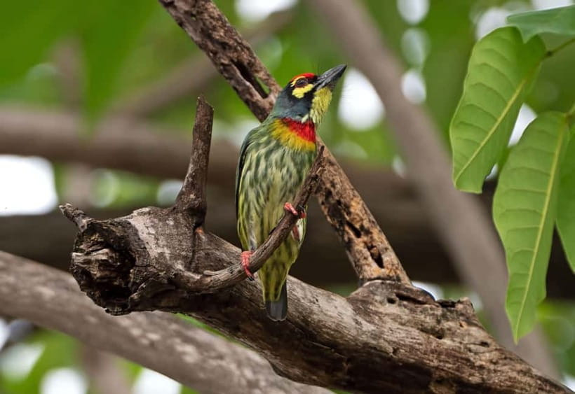 From Khaosok:Half day Bird watching and Wildlife explore - Wildlife beyond birds: how to notice the jungle’s other signs
