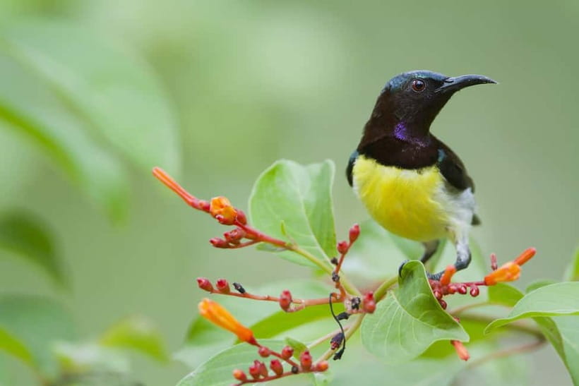 From Khaosok:Half day Bird watching and Wildlife explore - Pace, fitness, and packing for a 4–6 hour jungle hike