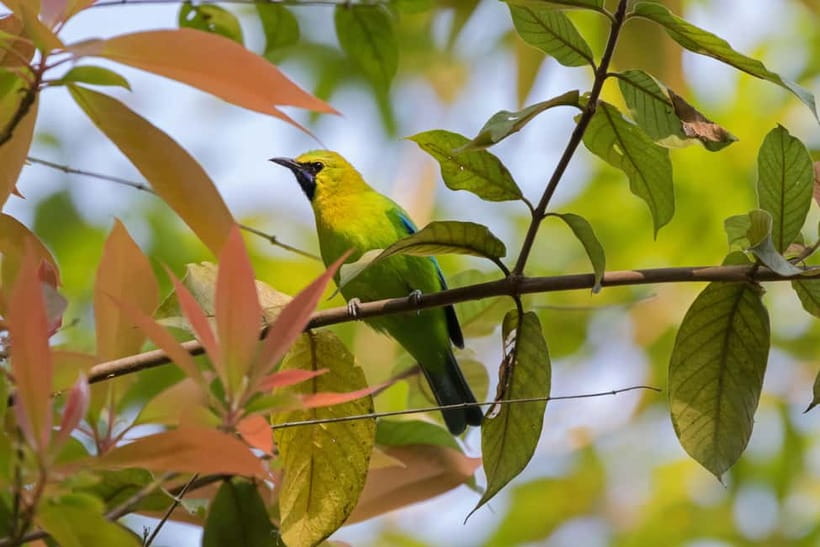 From Khaosok:Half day Bird watching and Wildlife explore - Value and what’s included in the $93 price