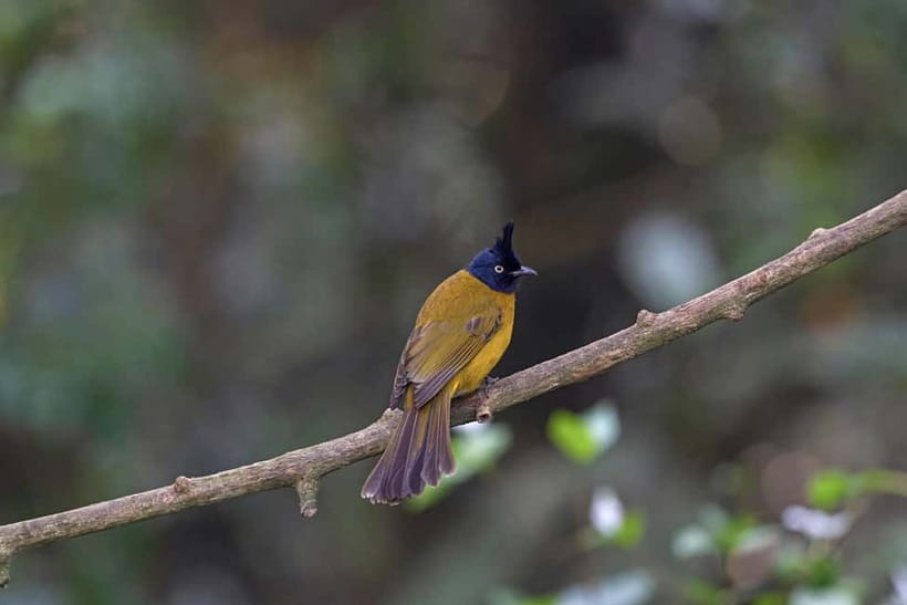 From Khaosok:Half day Bird watching and Wildlife explore - Who should book this bird and wildlife morning