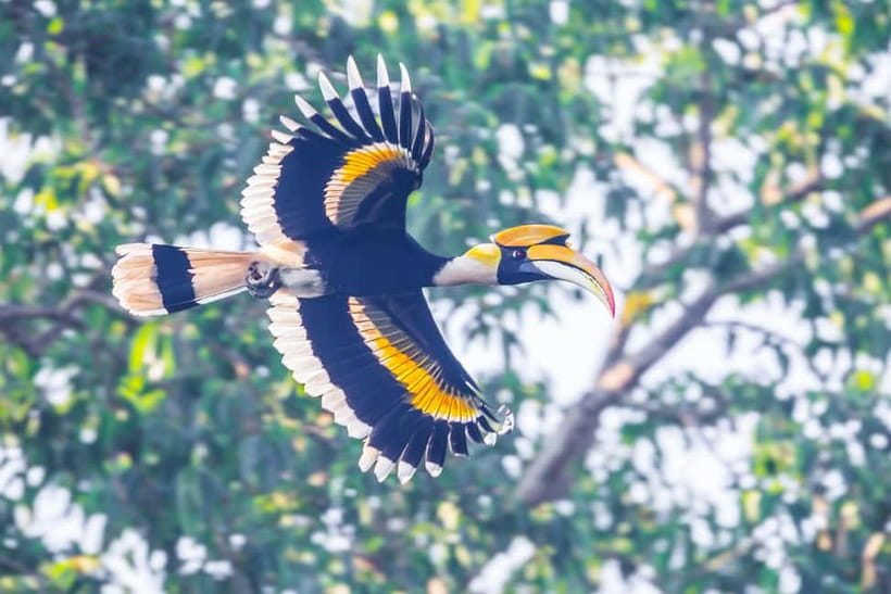 From Khaosok:Half day Bird watching and Wildlife explore - How the English bird guide helps you spot more (and waste less time)