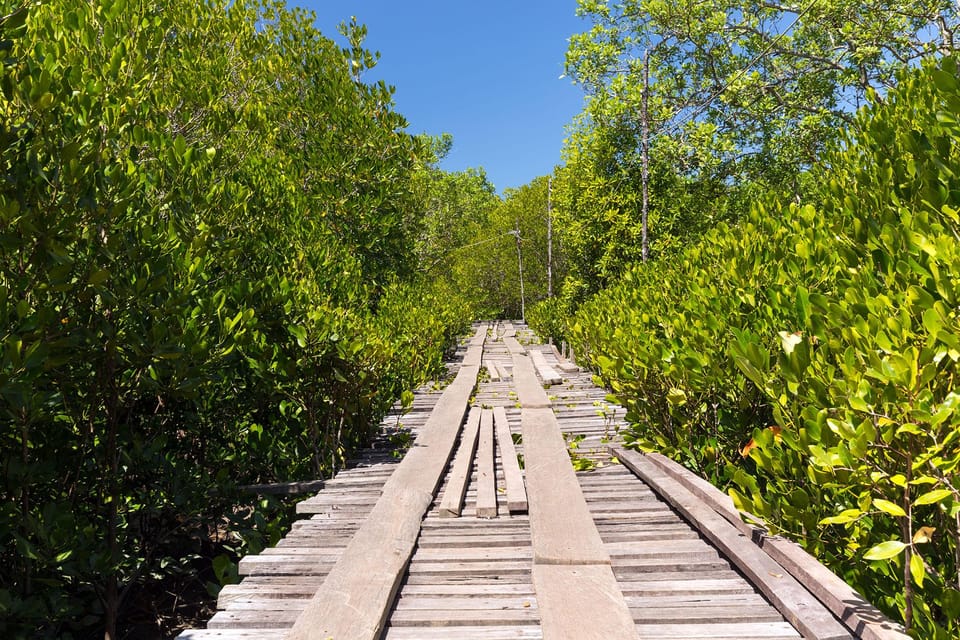 From Ko Lanta: Mangrove Eco-Excursion by Longtail Boat - Monkey Point and birds: wildlife spotting without fake pressure