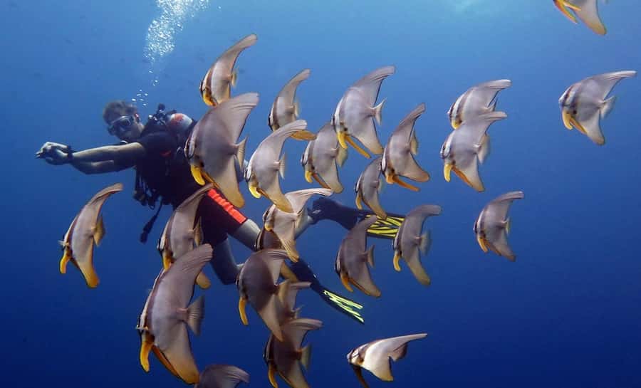 From Koh Kood: Certified Dive Trip - Koh Kood vs Koh Rang: where your 2 reef stops can land