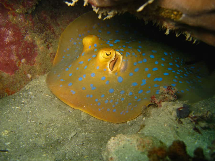 From Koh Kood: Certified Dive Trip - Two underwater sessions, and how the guide actually makes it feel manageable