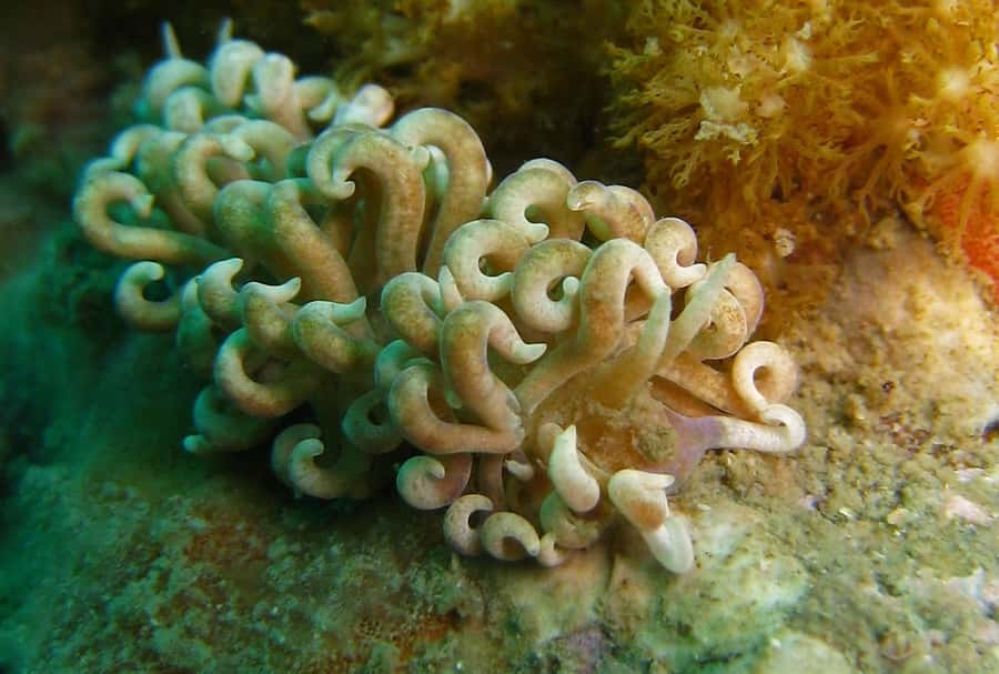 From Koh Kood: Certified Dive Trip - What you’ll see: clear Gulf water, coral reefs, and lots of fish time