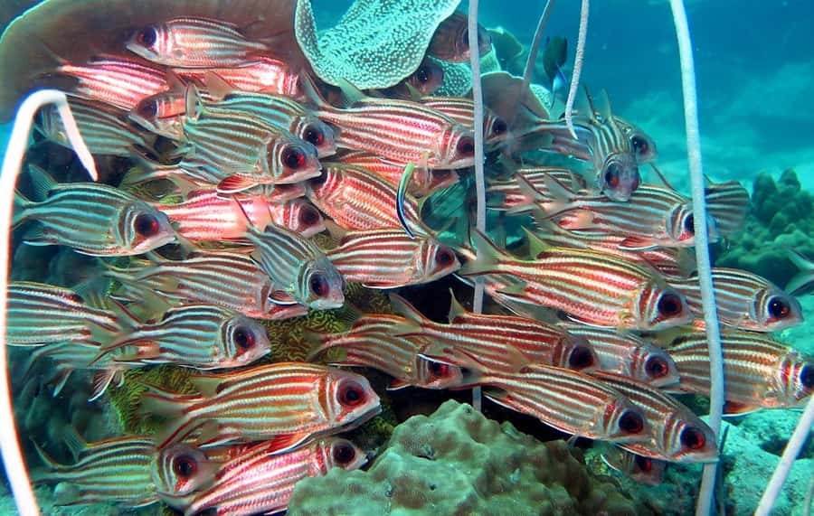 From Koh Kood: Certified Dive Trip - The buffet lunch on the boat: the break that keeps the whole day worth it