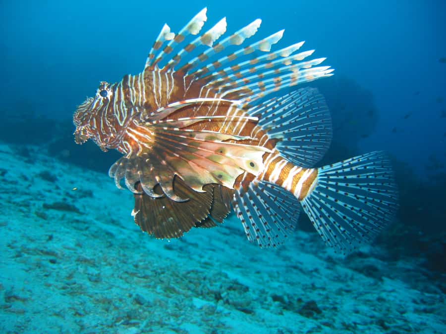 From Koh Kood: Certified Dive Trip - Languages, small-group attention, and how responsiveness helps on real travel days