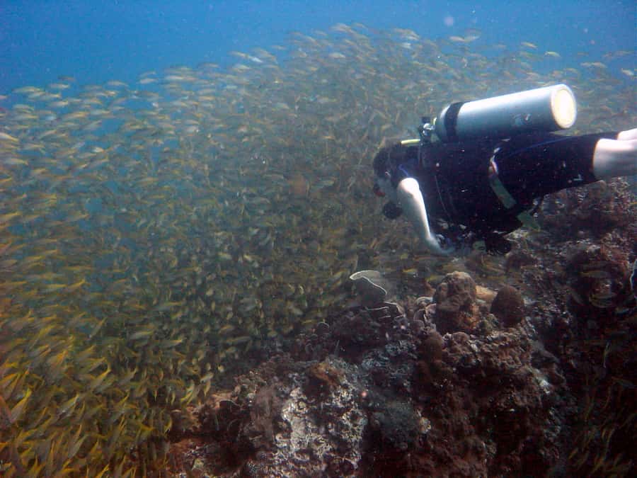 From Koh Kood: Certified Dive Trip - A 7-hour rhythm: pickup, pier, boat day, and time to breathe