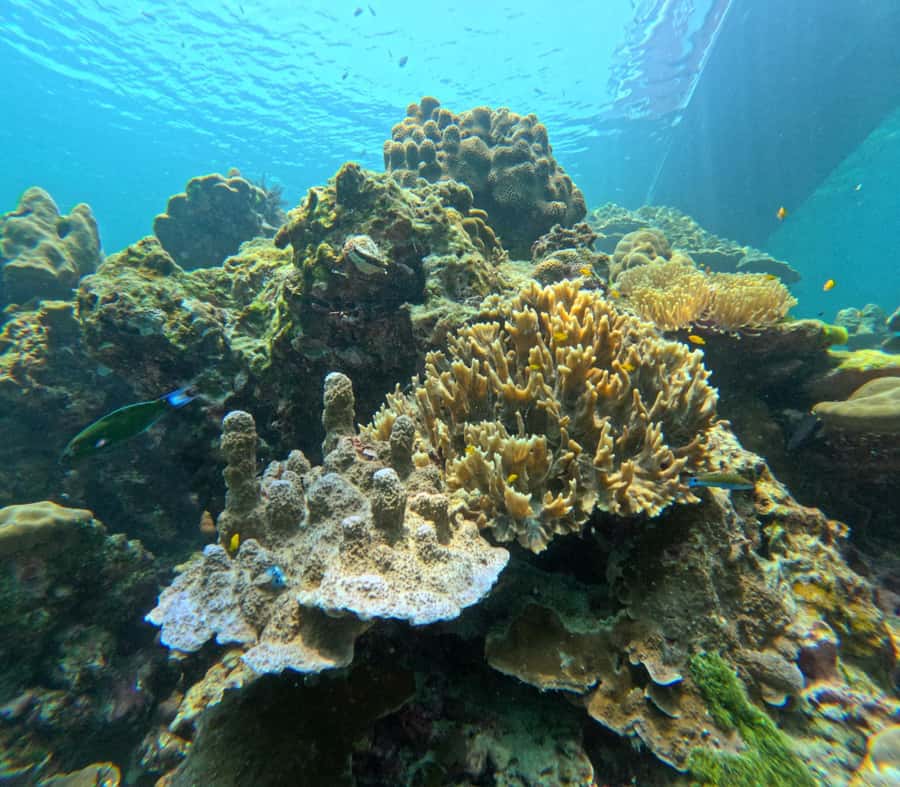 From Koh Lanta: Koh Rok and Koh Ha Day Tour-Queen of Andaman - Key things to know before you go