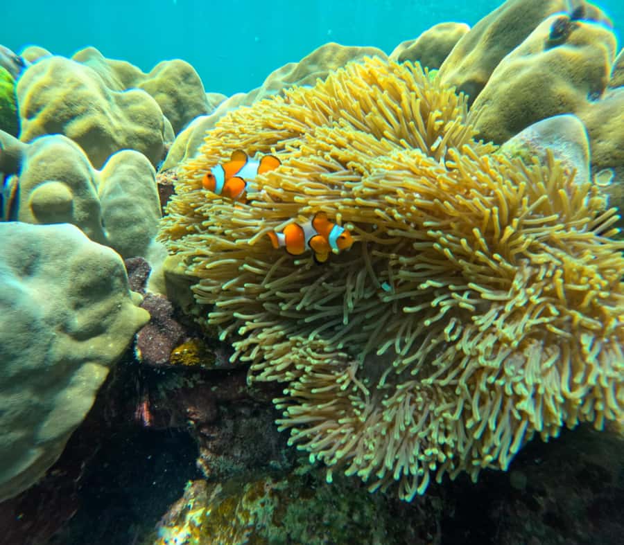 From Koh Lanta: Koh Rok and Koh Ha Day Tour-Queen of Andaman - Koh Rok snorkeling: Queen of the Andaman Sea and clownfish territory