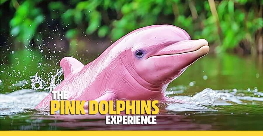 From Koh Samui: Pink Dolphin Boat Tour to Khanom with Lunch - Key points at a glance