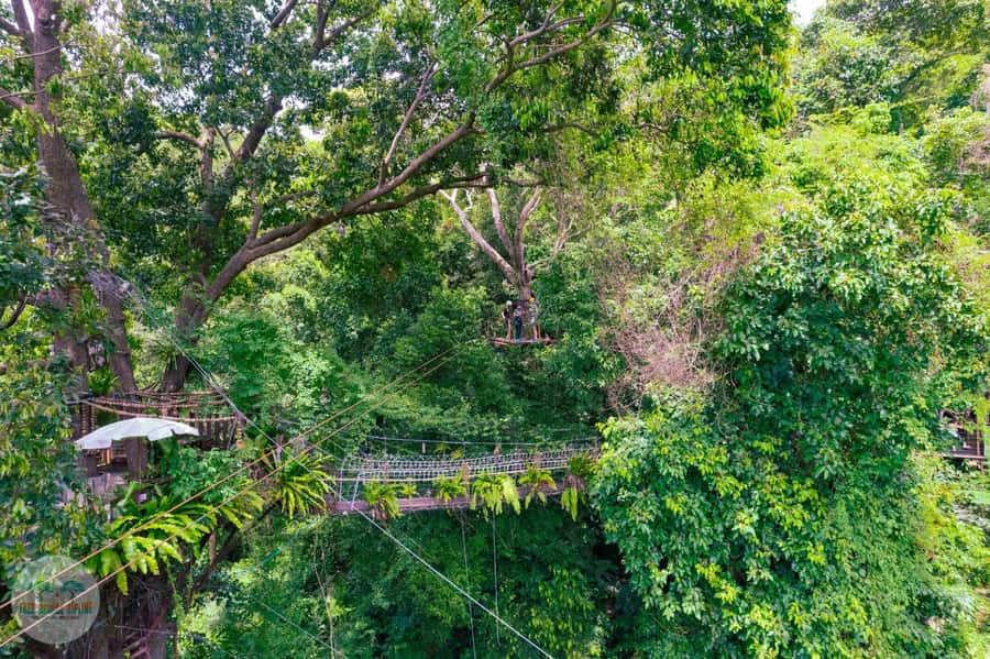 From Koh Samui: Tree Bridge Zipline and Café Experience - Who This Is For (and Who Should Skip It)